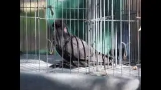 Los Angeles Pigeon Club Young Bird Show 2013
