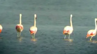 Chilean Flamingo
