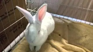 SDHRS Rabbits (2014-11-01)