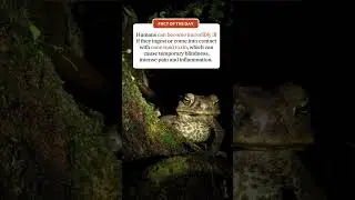Cane toads are toxic to humans!