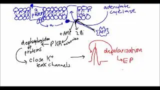 Muscarinic Receptor- Alpha Subunit
