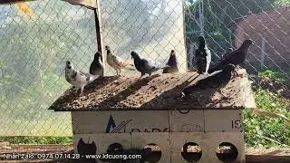 Clip đặc biệt cuối năm 2025. Bắt 3 cặp chim bồ câu sinh sản giao em khách Buôn Hồ.. Dự định năm 2026