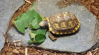 Yellow footed tortoise