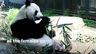 Giant panda gives birth to twin cubs at Tokyo's zoo