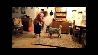 Ground Target Training - Stella