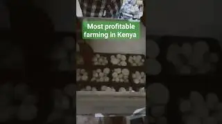 Most profitable farming in Kenya #farming #profit