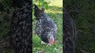 What are my #Chickens doing? 🐔✨ #homestead #farm #LatinXCreatives #chicktok #lol