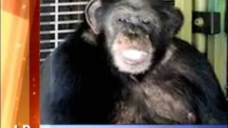 Chimpanzee Attack Lawsuit - Legal Broadcast Network