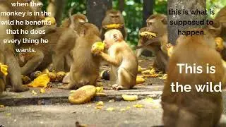 Monkey Rights
