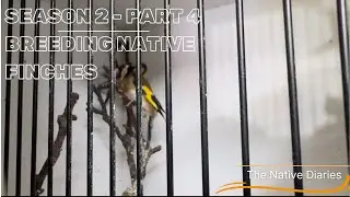 Breeding Native British Finches - Season 2 Part 4