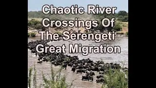 CHAOTIC GREAT MIGRATION River Crossings Of The Serengeti