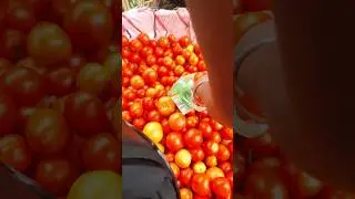 #vegetablelover #tamatar 🍅 🍅