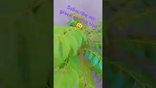 Best Fertilizer For Kadi Patta/Mithi 🌿😊 Neem#terracegarden #viralvideo #trending 🌿❤️