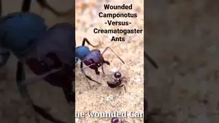 Wounded CAMPONOTUS ANT Will Be EATEN