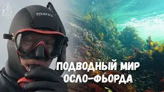 Подводный мир Осло-фьорда