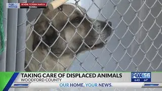 Woodford County leaders help find temporary homes for displaced animals as community rebuilds