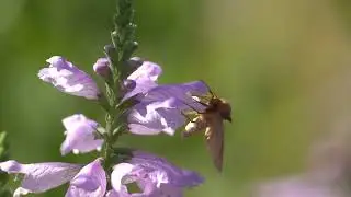 Connected Looper Moth