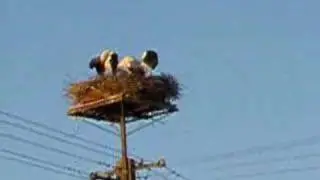 Birds of Poland