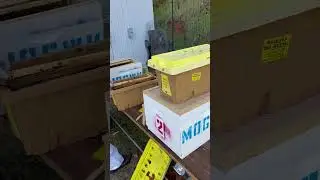 Finally! Nuc installation! #newbee #beegarden #newbeekeeper #honeybees #mutualofgenoswildkingdom