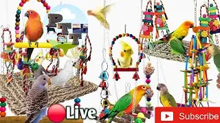 🔴Live Finch Indian Birds Usa Bangladesh Cannada #Live&nbsp;India Australia Indonesia USA&nbsp;#uk Bangladesh