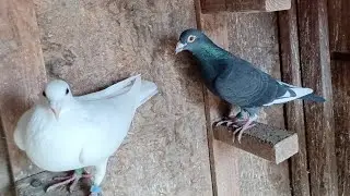 Pigeons n kikiriki's/ New year new pigeon babies