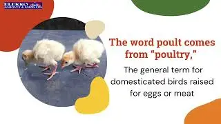 🦃 Fun Fact!Did you know that a baby turkey is called a 