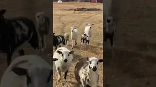 Some of our Painted Desert sheep Ewes￼!!