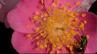 Halictid bee gathers rose pollen in Wyandot County Ohio