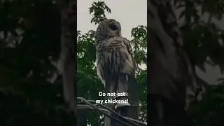 Beautiful owl at my back yard! #birds #pet #animals #wildlife #bird