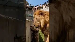 Fearless Kitten Enters Lion's Den! #usa #lion #kitten