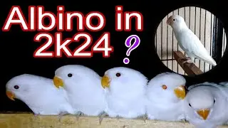 Albino red eyes expected rate in season 2024 | Albino future.
