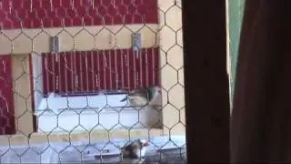 la nuova voliera