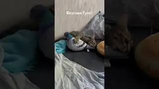 Котикс убийца
