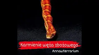 Wąż zbożowy - karmienie (Pantherophis guttatus)