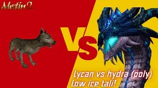Metin2 Polska - likan vs hydra (tryb poli) talizman+14 -  / lycan vs hydra (poly mode) ice tali+14