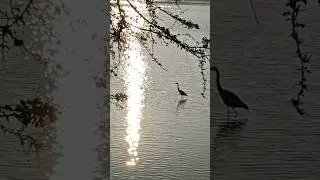Lots of birds noticed in the lake during a cold winter morning sunrise scene