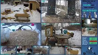FREE DAILY FEED - Relax with ducks, goats, pups, squirrels, bunnies and other animals!