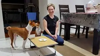 Basenji obedience challenge - will Oringo steal my food?