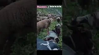 Sheep in the snowy mountains
