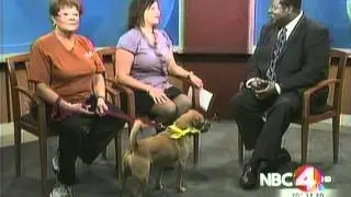 Bark for Life 2011