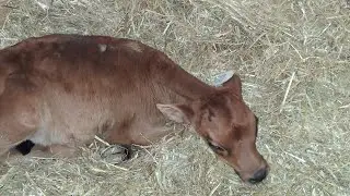 Meet our new baby cows.