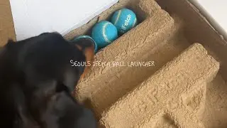 Seouls iFetch ball launcher | mini dachshund