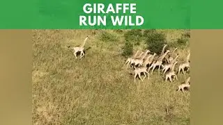 Giraffe Run Wild