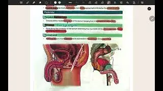 Pelvis | regional anatomy 