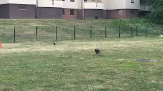 Lemon hunting a crow. Ramstein. Germany. 2017.