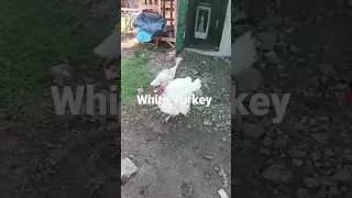 #white#breeder#male #turkey#bird#ndia#female