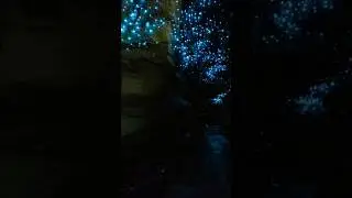 Glowworms Light Up This Underground World!