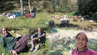 Finally the sheep and goat herders arrived.