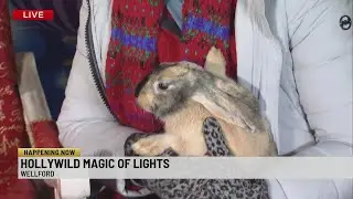 Magic of Lights Hollywild
