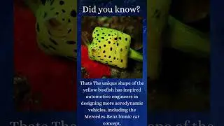 Secret mercedes design?😮 #car #facts #animals